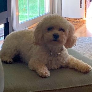 Meet your Posher, Chloe